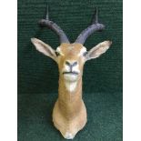 A taxidermy impala head