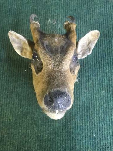 A taxidermy monk jack head