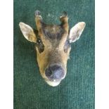 A taxidermy monk jack head