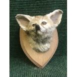 A taxidermy fennel fox mask