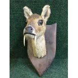 A taxidermy musk deer head