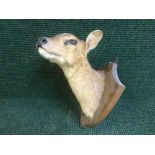 A taxidermy deer head