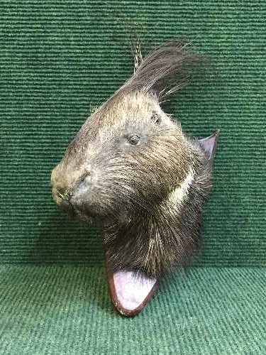 A taxidermy porcupine mask