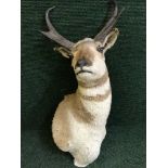 A taxidermy prong horned deer