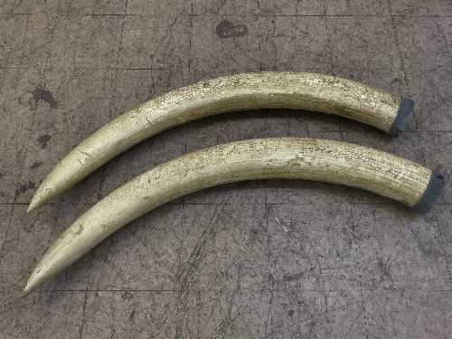 An enormous pair of reproduction composition elephant tusks (2)