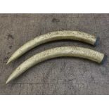 An enormous pair of reproduction composition elephant tusks (2)