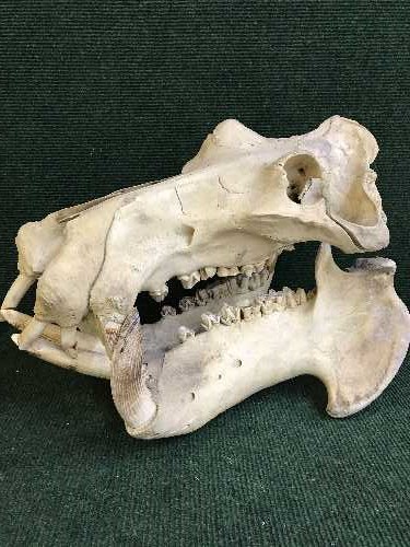 A very large hippo skull