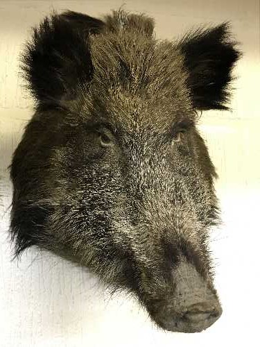 A taxidermy boar head