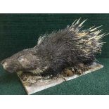 A taxidermy porcupine