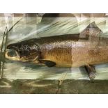 A taxidermy fish in display case - Salmon