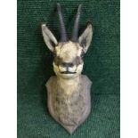 A taxidermy chamois