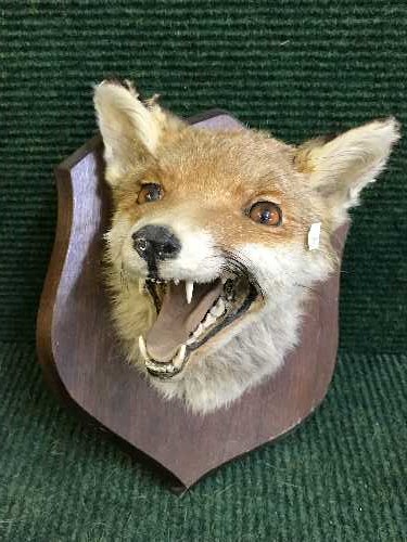 A taxidermy fox mask