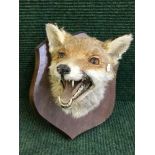 A taxidermy fox mask