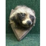 A taxidermy badger mask