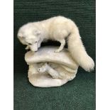 A taxidermy Arctic fox