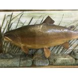 A taxidermy fish in display case - Trout