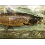 A taxidermy fish in display case - Salmon