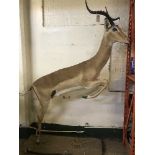 A full taxidermy male impala leaping