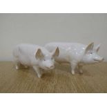 A Beswick figure - Boar Ch. "Wall Champion Boy 53rd", model 1453A, gloss. Together with Sow Ch.