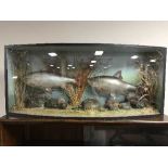 A late 19th / early 20th century taxidermy display case containing two bream