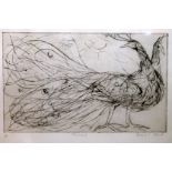 MARJORIE STORK. Peacock. Etching. Pencil signed & no. 1/6. 24cm x 38cm.