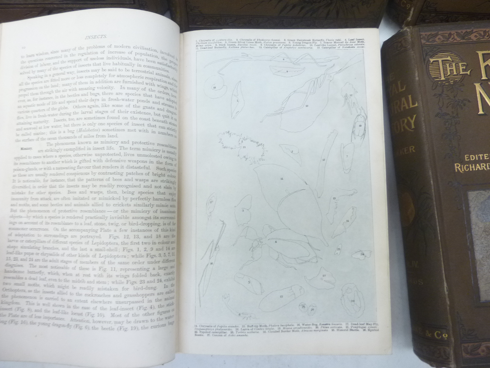 LYDEKKER RICHARD. The Royal Natural History. 6 vols. Many chromolitho & other plates & illus. - Image 3 of 4