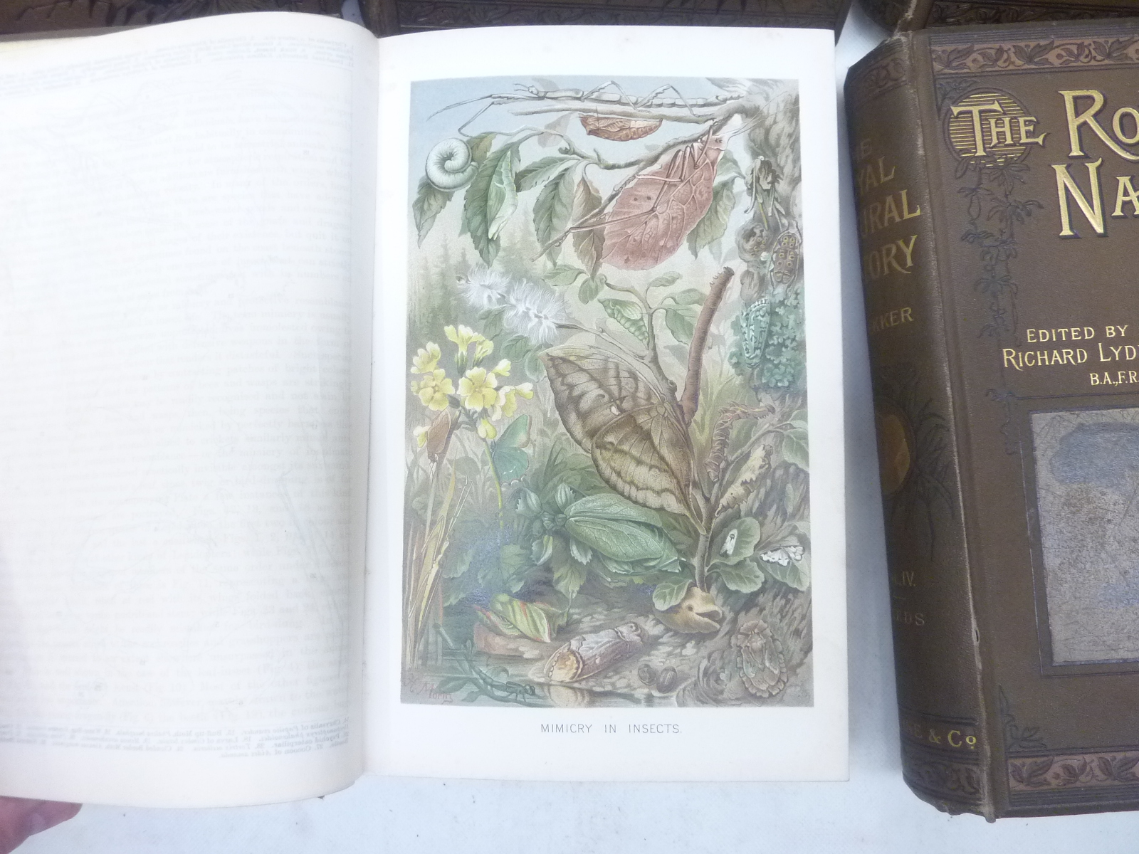 LYDEKKER RICHARD. The Royal Natural History. 6 vols. Many chromolitho & other plates & illus. - Image 2 of 4