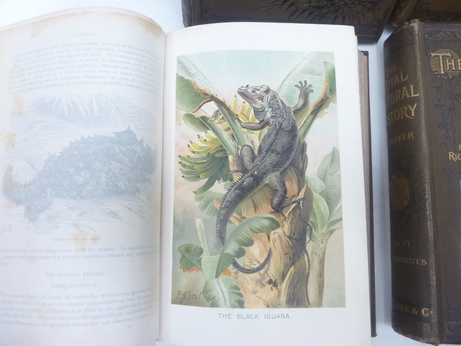 LYDEKKER RICHARD. The Royal Natural History. 6 vols. Many chromolitho & other plates & illus. - Image 4 of 4