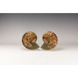 Polished Cleoniceras Fossil Ammonite