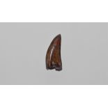 Fossil Nanotyrannus Dinosaur Tooth