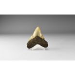 Fossil Megalodon Shark Tooth