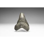 Megalodon Shark Tooth