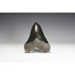 Megalodon Shark Tooth Replica.