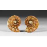 Cut and Polished Fossil Ammonite Pair