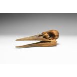 Extinct Bird Genus Skull Replica.