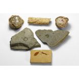 Mixed Fossil Group