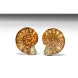 Cut and Polished Fossil Ammonite