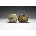 Polished Dinosaur Coprolite Group