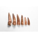 Spinosaurus Dinosaur Tooth Group