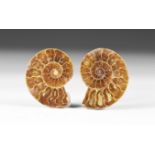 Cut and Polished Fossil Ammonite Pair