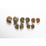 Ammonite Group