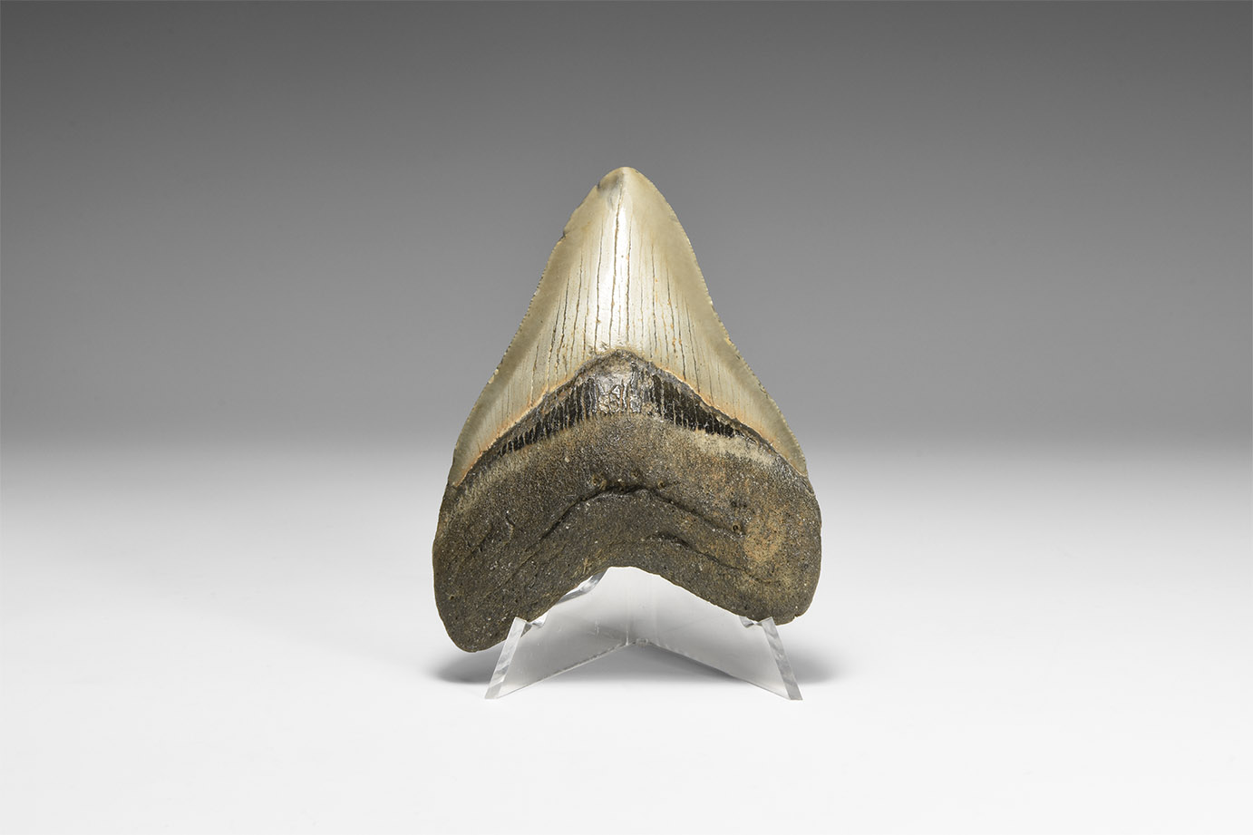 Megalodon Shark Tooth