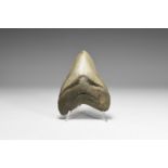 Megalodon Shark Tooth