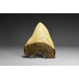 Carcharodon Megalodon Shark Tooth Replica.