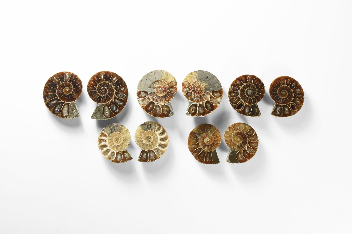 Polished Ammonite Group