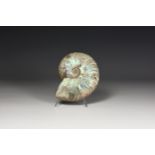 Iridescent Rainbow-Shell Ammonite