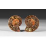 Cut and Polished Fossil Ammonite Pair