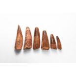 Spinosaurus Dinosaur Tooth Group