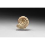 Perisphinctes Fossil Ammonite