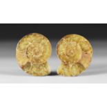 Cut and Polished Fossil Ammonite Pair